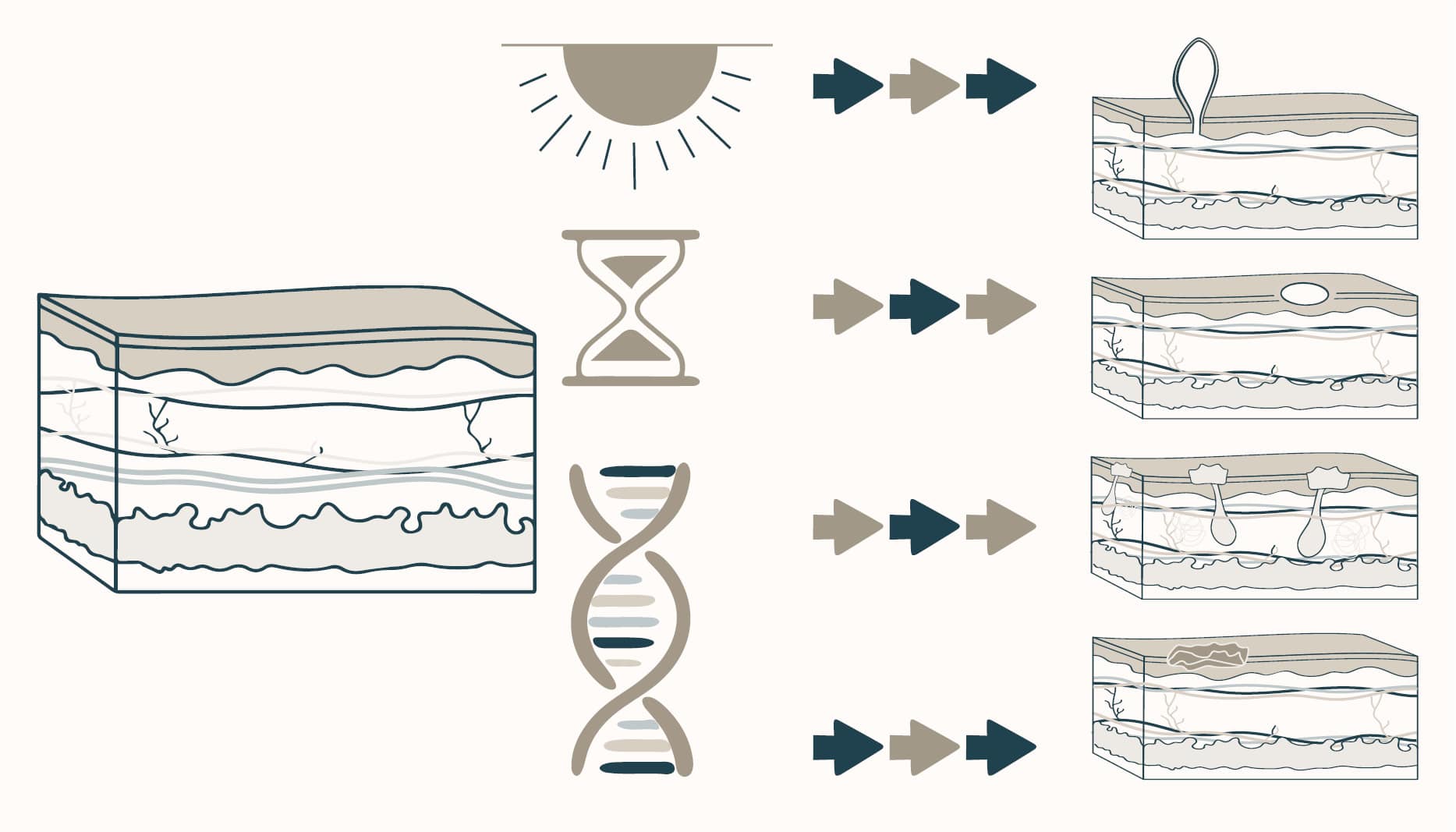 benign skin lesions appear with age