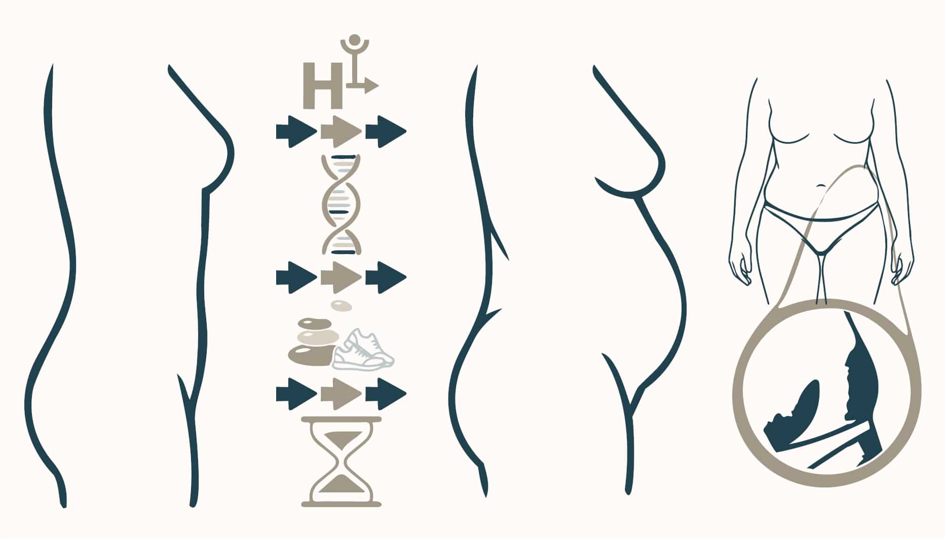 diagram of fat acculturation with age