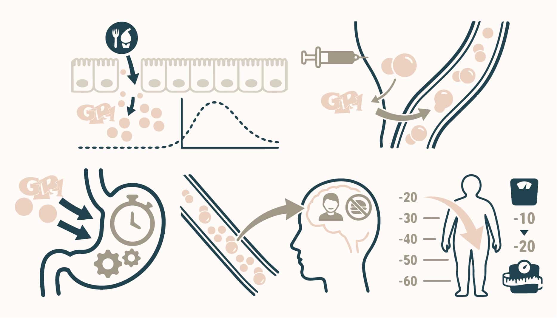 How GLP-1 medications work